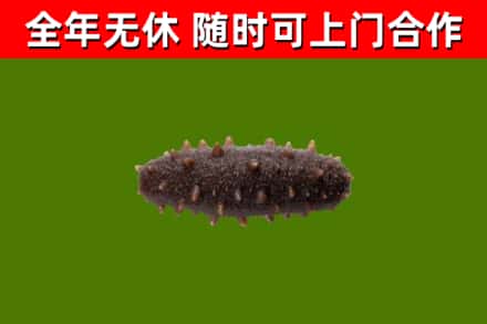 淮南市烟酒回收干海参.jpg